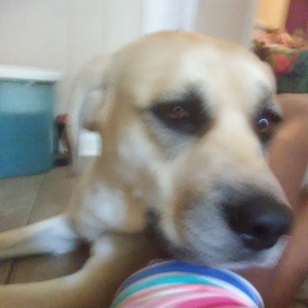 Meet your Posher, Roxie